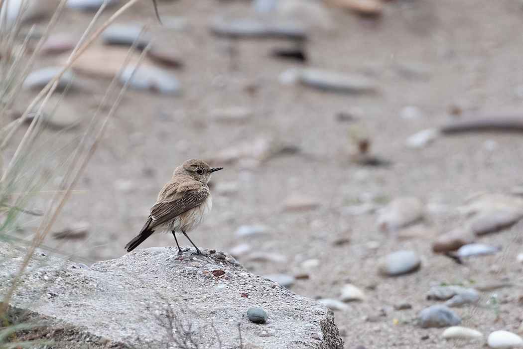 Desert Wheatear